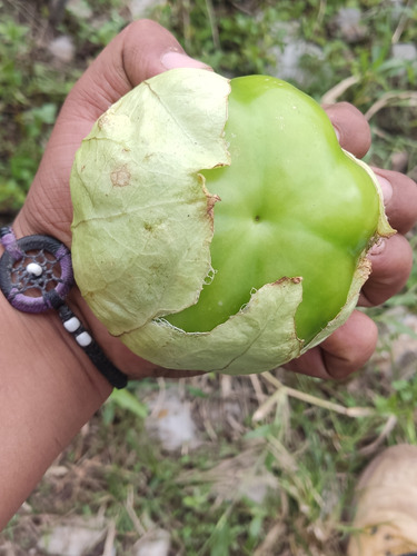 Semilla De Tomate Verde 