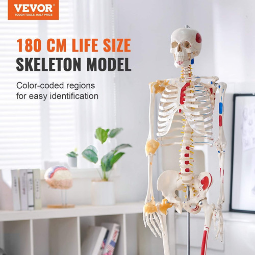Modelo Esqueleto Humano Tamaño Real Anatomía Pvc 71.65 PuLG