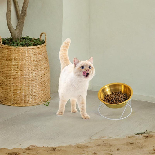 Plato De Comida De Gato De Gato Con Tazón Con