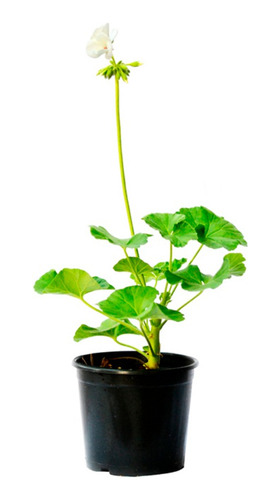 Pelargonium X Hortorum 'survivor White' Planta Geranio 10cm