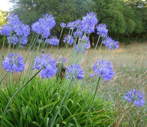 Sementes Agapanto Agapanthus Praecox Flor Rosa P/ Mudas | MercadoLivre