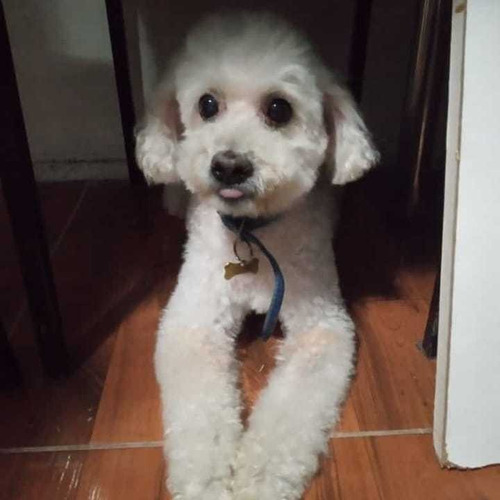 Imagen 6 de 10 de Peluquería Canina Daja En La Blanqueada