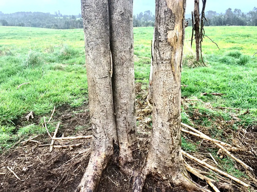 Venta Pc. 5.000 Mts.2 Despejada Fdo. Bellavista Los Muermos