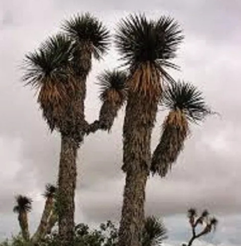 Yucca Filifera, Izote, 15 Semillas, Mp