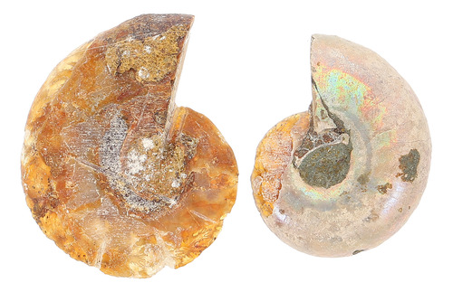 Especímenes Fósiles De Amonita, Modelo Ammonite Fossil Mark,