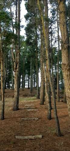 Imagen 1 de 16 de Monoambiente Rodeado De Bosque Muy Cómodo Y Excelente Precio