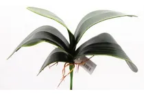 Comprar 1 Folha Orquidea Raizes Arranjos Artificiais Flores Linda