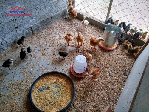Chácara À Venda, 2500 M² Por R$ 1.150.000,00 - Jardim Estância Brasil - Atibaia/sp - Ch0187