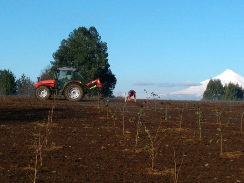 Campo Avellanos Europeos (giffoni) 13kms Villarica
