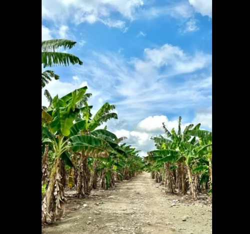 Finca De 571 Tareas En Maguey, Villa Tapia