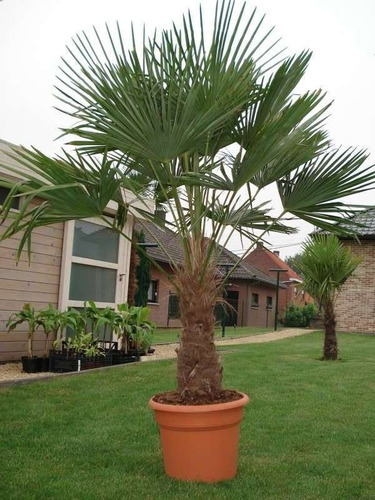 Semillas De Trachycarpus - Palmera Resistente Al Frío