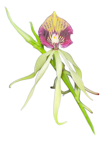 150 Semillas De Orquidea Pulpo + 1kg De Sustrato