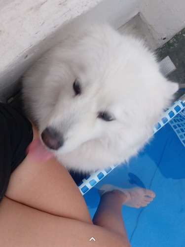 Imagen 4 de 5 de Hostería Canina En Casa De Familia.