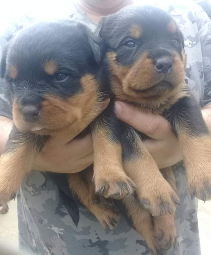 Filhotes Machos E Femeas De Rottweiler - Importados