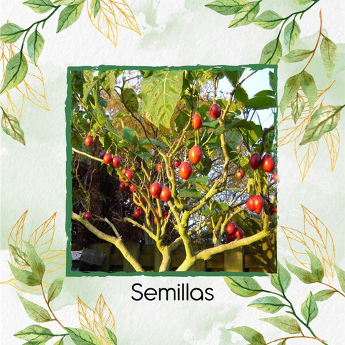 5 Semillas De Tomate De Árbol 