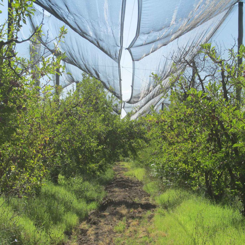 Venta Finca Olivos Ciruelas En San Rafael Mendoza