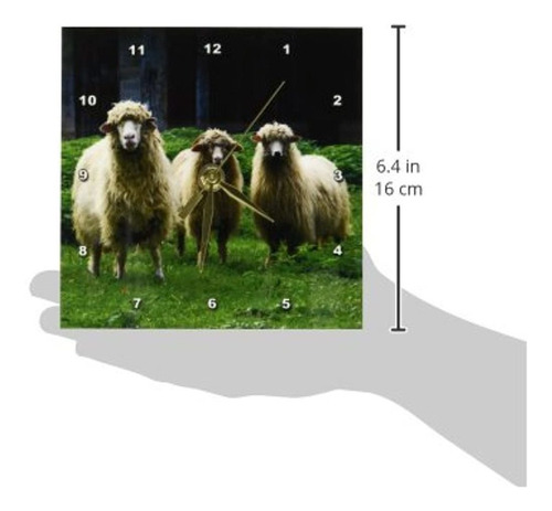 Houk Fotografia Animales Tres Ovejas Graciosas Reloj De