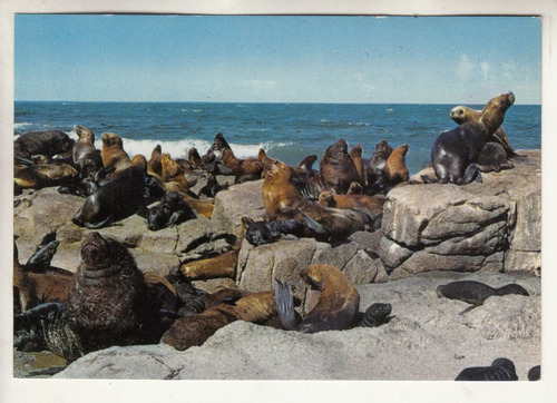 Punta Del Este Postal Isla De Lobos Fauna Uruguay Maldonado