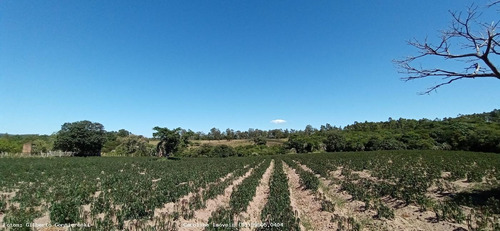 Fazenda Para Venda Em Mariana Pimentel, Potreiro Grande, 2 Dormitórios, 1 Banheiro - 1235_1-1710488