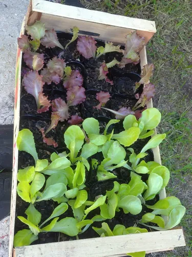 Huerta Orgánica Cajón 28 Plantines De Estación Ó Aromáticas
