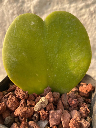 Imagen 3 de 3 de Hoya Kerri - Planta Suculenta No Cactus, Planta Corazon