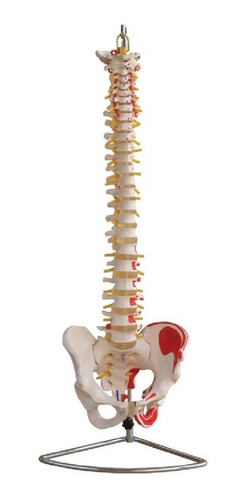 Modelo De Columna Vertebral Con Pelvis Tamaño Natural