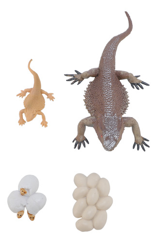 Lizard Life Cycle Model Figurine Toy Educational Interactive