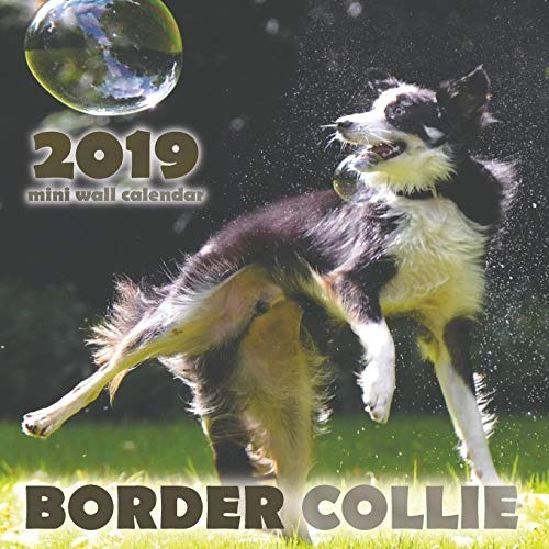 Border Collie 2019 Mini Wall Calendar