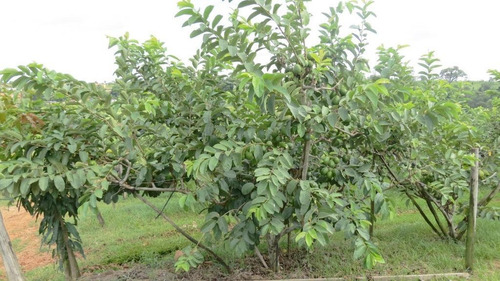 Sitio A Venda Macuco, Valinhos, Leao Imoveis - Si0008