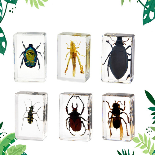 Espécimen De Insectos En Resina, Pisapapeles For Recoger In
