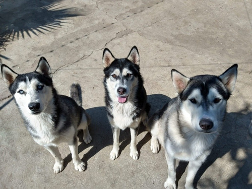 Cachorros Husky Macho