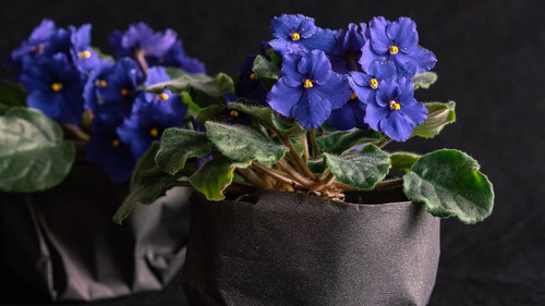 Kit Orgánico Anturios Y Violetas Brillo, Raíz Fertilizante