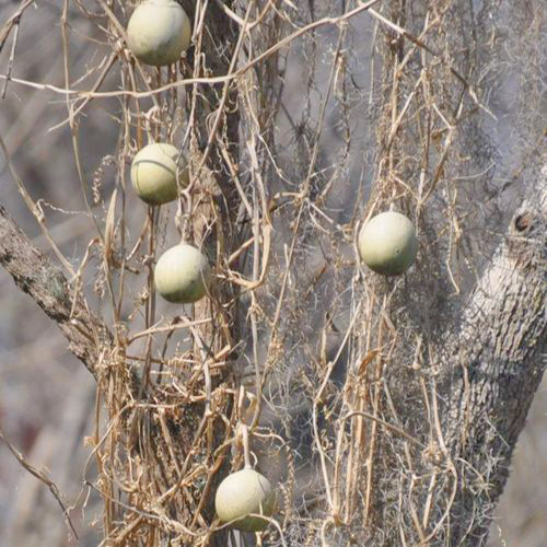 20 Semillas Guaje Bule Calabacilla Mezcalera