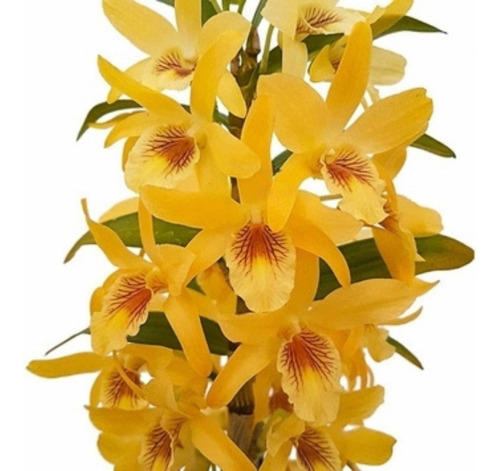 Orquídea Dendrobium Stardust Chiyomi Planta Adulta Vs15