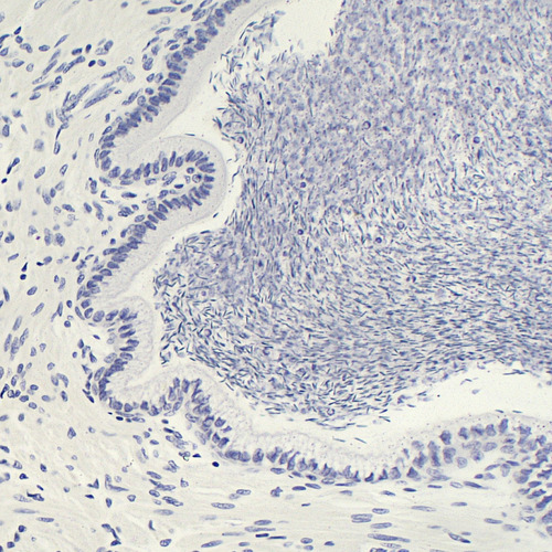 Lâminas Preparadas De Histologia 80pçs/cx