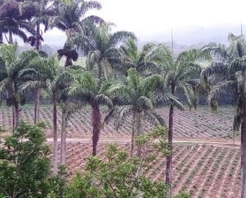 Venta De Finca 21 H:a En Sabaneta , Montalban , Carabobo Liortg 2