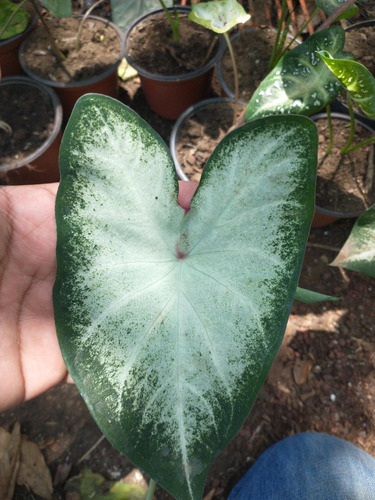 Caladium Rojo