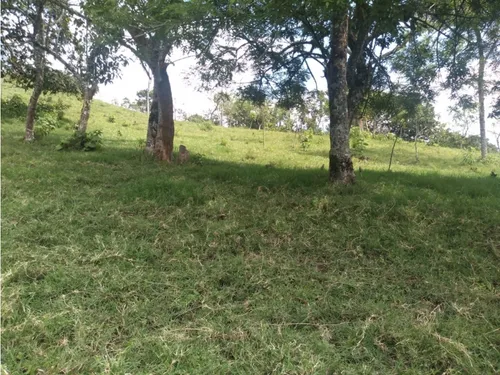 Vendo Finca Ganadera Cerca A La Cabecera De Armenia Mantequilla Ant.