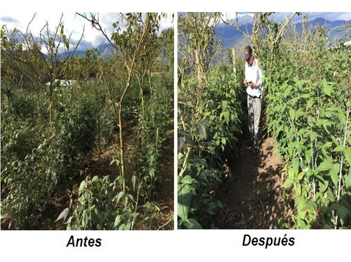 Imagen 5 de 5 de Biofertilizante A Base De Trichoderma. Mejora Tus Cultivos
