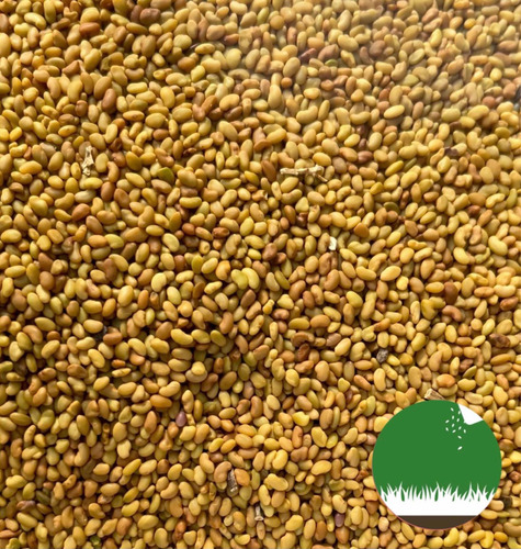 Imagen 2 de 4 de Semillas Alfalfa Naturales- Germinar Brotes Alimento Sembrar