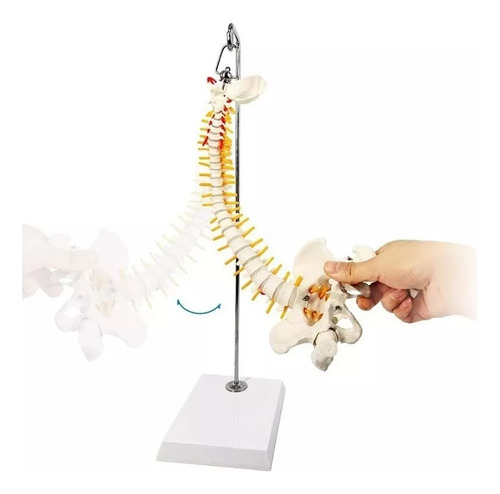 Columna Vertebral Humana De 45 Cm Con Pelvis Modelo Flexible