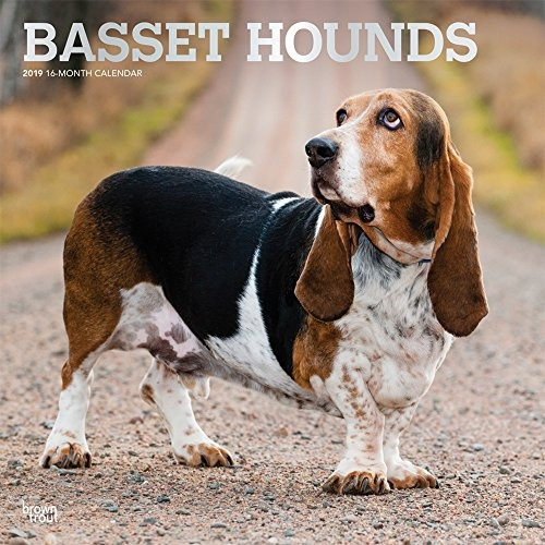 Basset Hounds 2019 12 X 12 Inch Monthly Square Wall Calendar