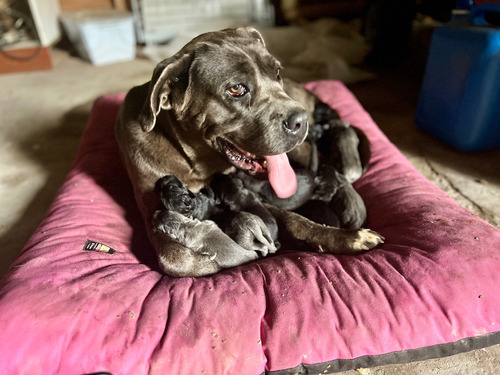 Cachorro Cane Corso