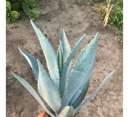 Paq. 10 Plantas De Agave Salmiana, Pulquero (20 A 40 Cm.)