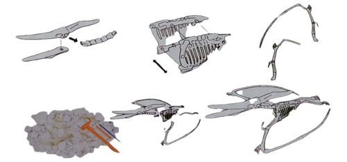 Kit Juego De Excavación Arqueológico Dinosaurio Pterosaur