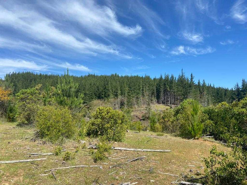 Bosque Con Manejo Cauquenes Inversión (63196)
