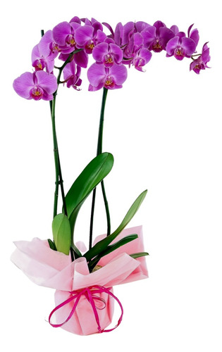 Orquídeas En Maceta De Vidrio
