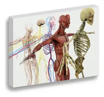 Comprar Cuadro Decorativo Canvas 100x140 Anatomia Humana Sistemas