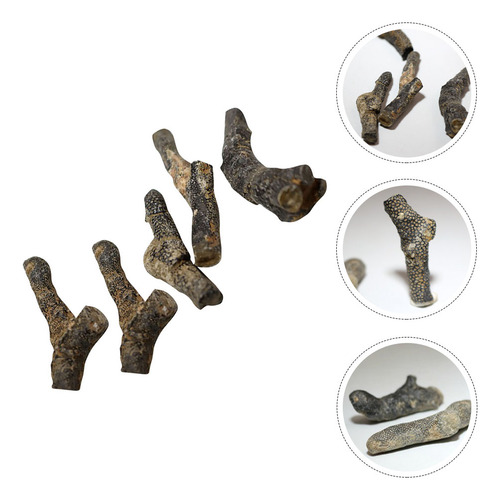 Kit De Decoración De Capas De Fósiles De Briozoos, 5 Piezas