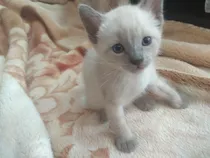Comprar Gatita Gatitos Siameses Siames Blue Point 